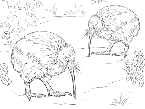 North Island Brown Kiwi Coloring Page